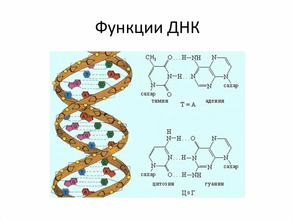 Функции ДНК. Биологические полимеры нуклеиновые кислоты. Биологические функции ДНК. Биологические полимеры- нуклеиновые кислоты. Разнообразие, функции..