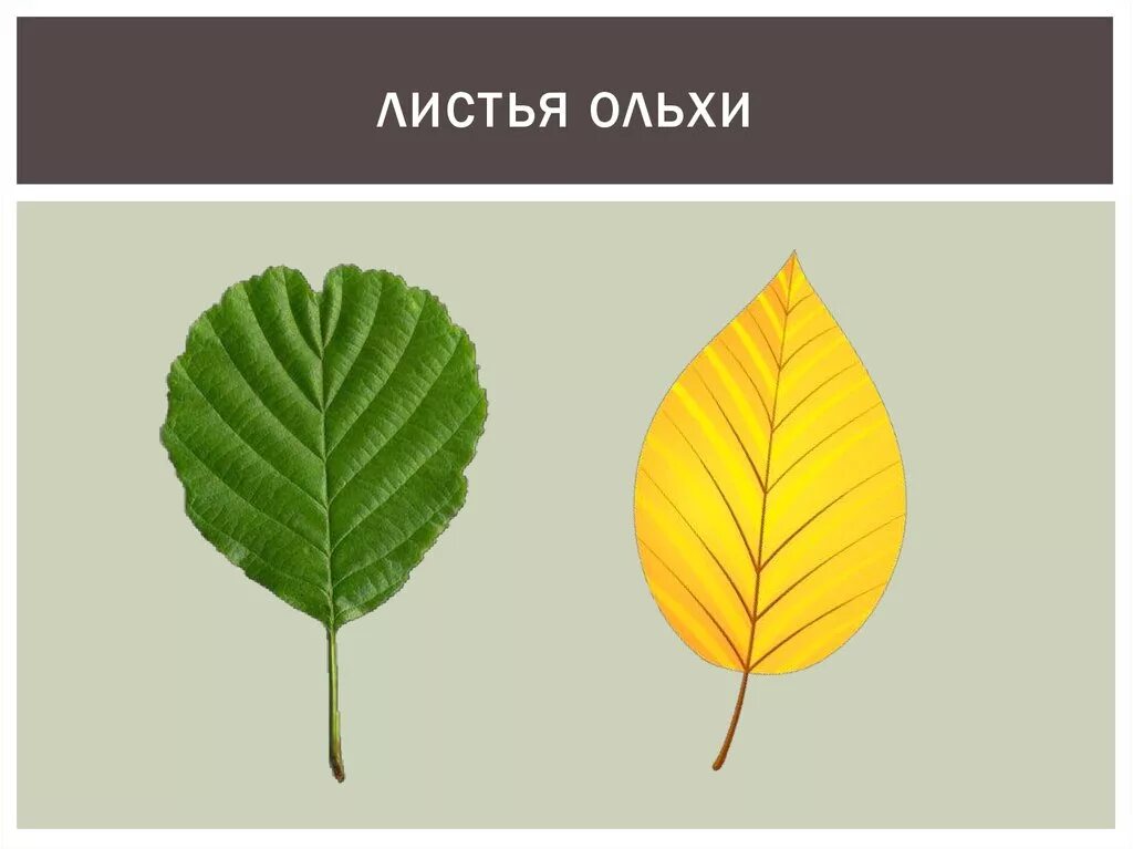 Форма листьев ольха. Лист ольхи. лист ольхи рисунок. листик ольхи. ольха листья для детей.