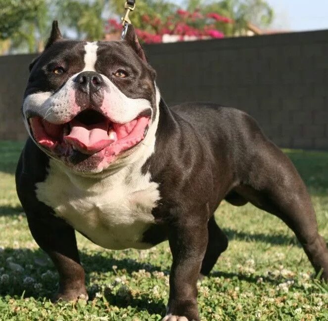 Best bully