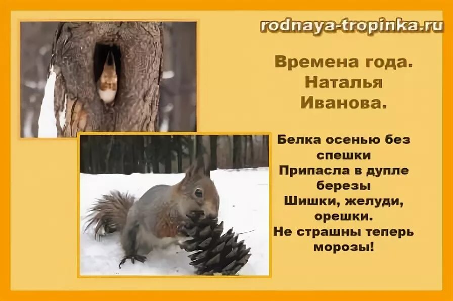 Продолжить дружит белка с шишкой. Белка приспособление к зиме. белки зимой презентация для дошкольников. приспособленность к зиме белка. белки зимой впадают в спячку.