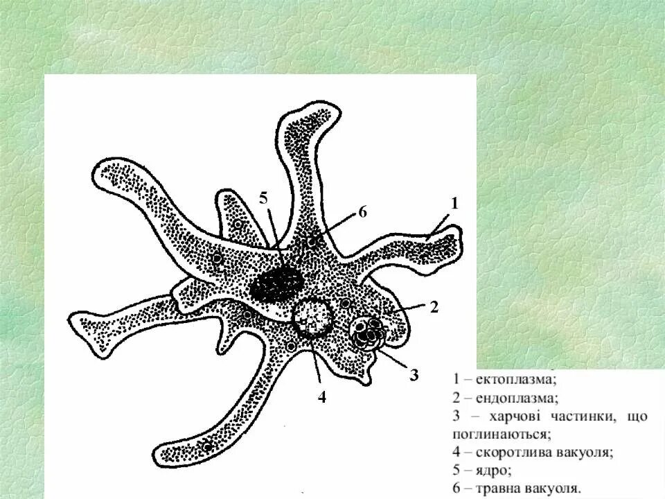 Какой цифрой обозначена на рисунке стадия амебы. Строение амебы Протей. Строение амебы обыкновенной. Амеба Протей и амеба обыкновенная. Амеба Протей биология 7 класс.