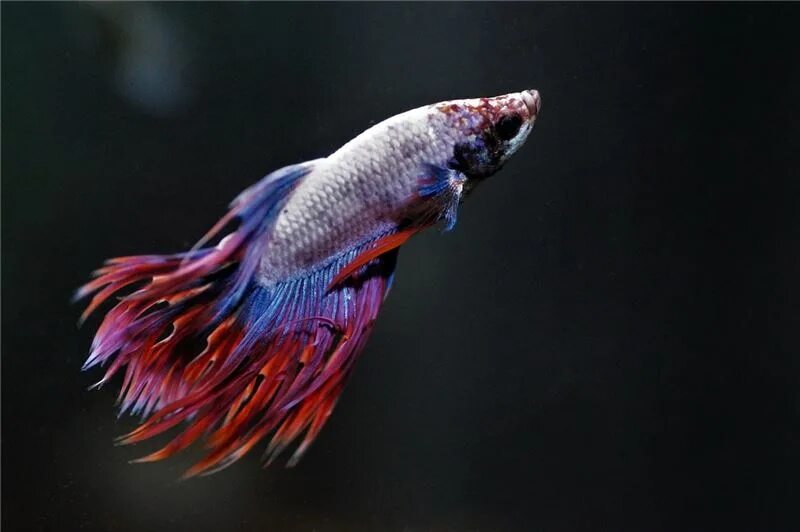 Betta Fish. Рыбка петушок Бетта многоцветный. Рыба с красивым хвостом. Рыбка петушок самка. Рыба петух характеристика