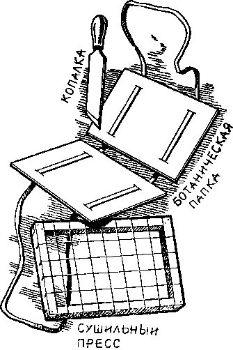 Что такое ботаническая папка в биологии. Ботаническая папка. Папка для сбора гербария. Инструменты для сбора гербария. Папка для сушки гербария.