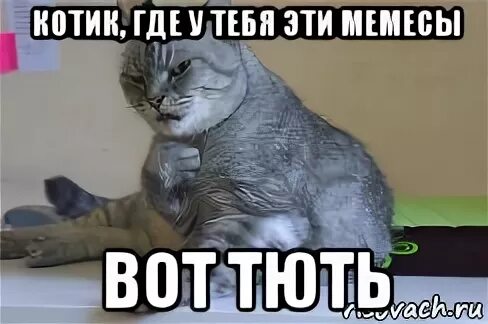 Где котики