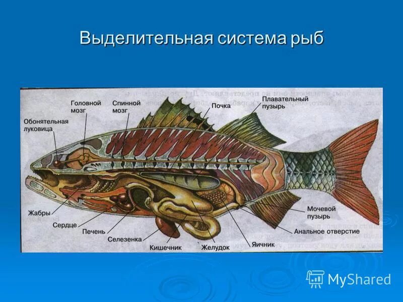 Системы костных рыб выделительная система. Строение выделительной системы рыб. Костные рыбы строение выделительной системы. Выделительная система двоякодышащих рыб.