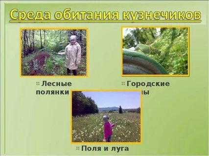 Кузнечик среда обитания наземно воздушная