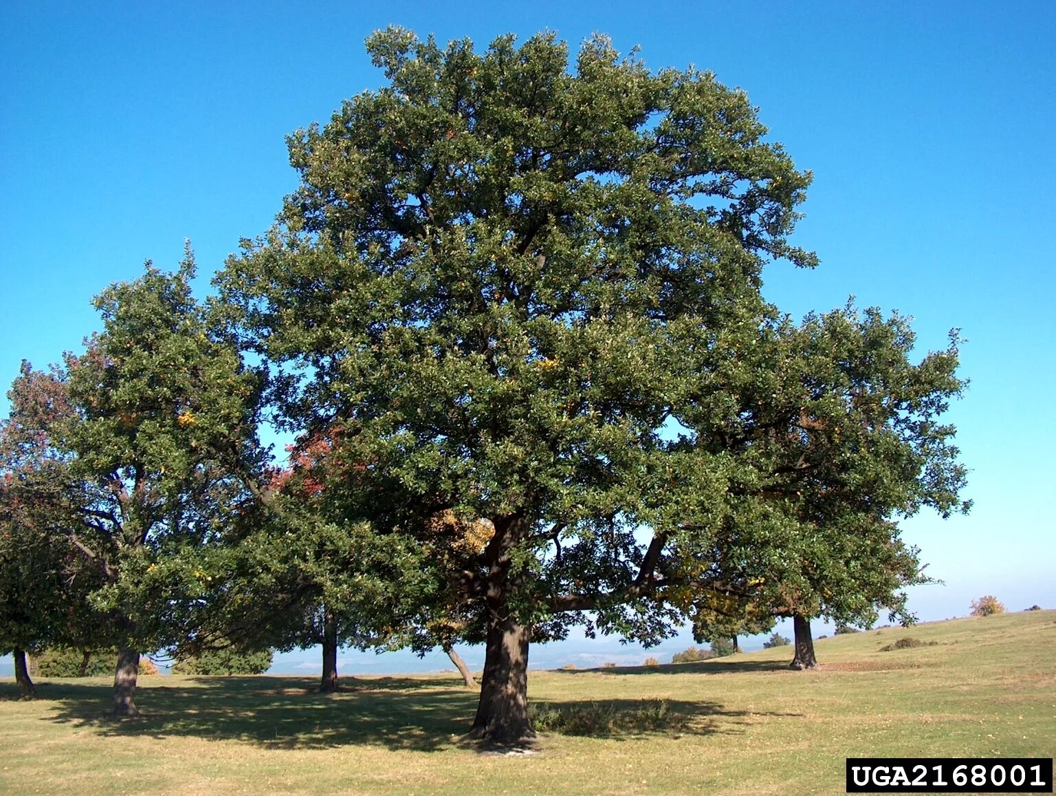 Дуб по английски. Quercus tree. дуб горный дерево. английский дуб. американский дуб.