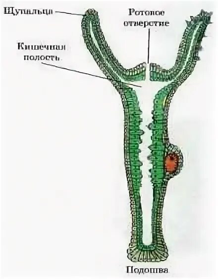 Органы дыхания кишечнополостных. Кишечнополостные строение. Выделительная система кишечнополостных гидра. Дыхательная система кишечнополостных. Дыхательная система кишечнополостных.