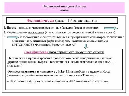 Первичный и вторичный иммунный