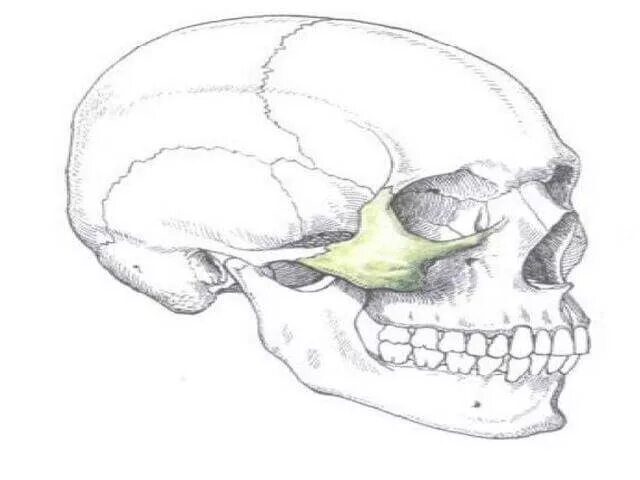 Анатомия скуловой кости