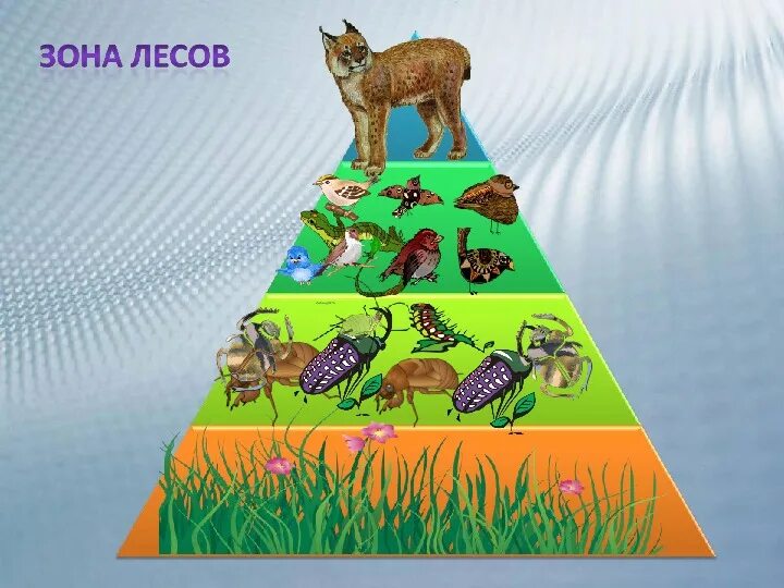 Пищевая цепочка биология пирамида. Экологическая пирамида 3 класс окружающий мир. Экологическая пирамида тайги. Пирамида биомасс пустыни. Экологическая пирамида рисунок