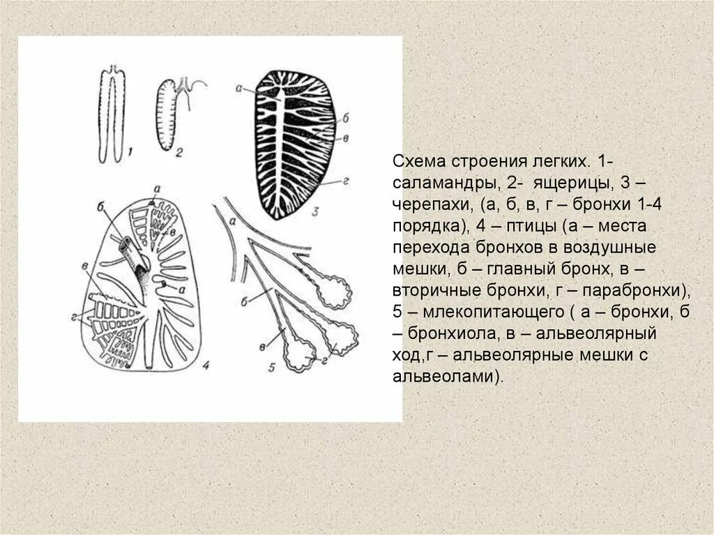Зарисуем схематично строение легких различных классов хордовых. Схемы строения легких позвоночных. схемы строения легких позвоночных животных. строение легкого саламандры. строение легких птиц.