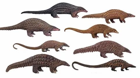 All Pangolin Species - Species List - YouTube.