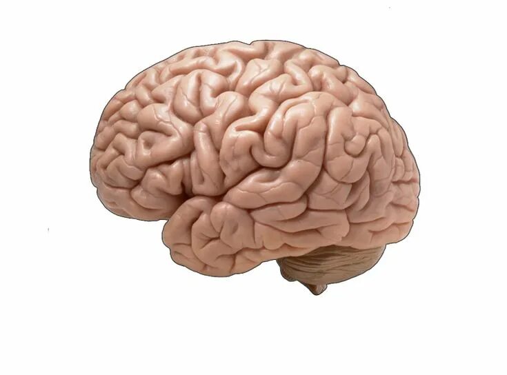 Brain цены. Мозг спереди. Мозг вид спереди.