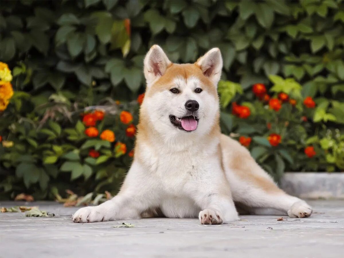 Акита-ину. Порода Хатико Акита-ину. Порода собаки Хатико Акита ину. Японская Акита ину.