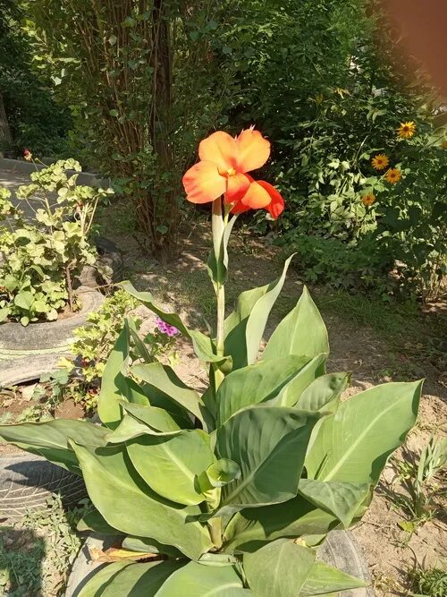 plante canna plusieurs couleurs Parterres de fleurs, Planter des fleurs, Plantes