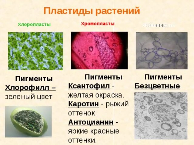 Красные хлоропласты. Хромопласты содержат пигменты. Пластиды пигменты пластид. Пигменты у растений хромопласты. Пигменты хлоропластов водорослей.