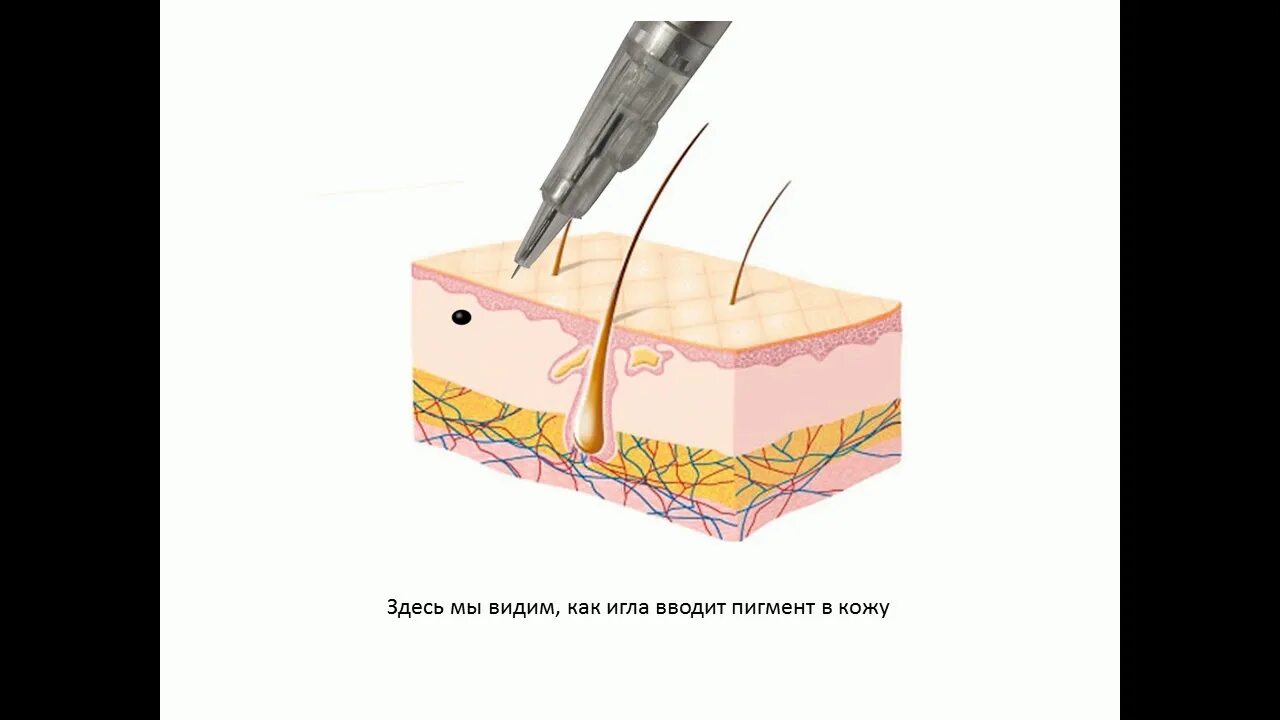 В собственно коже отсутствует пигмент. Введение пигмента в кожу. Глубина введения пигмента в кожу. Внедрение пигмента в кожу. Строение кожи для перманентного макияжа.