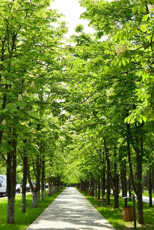 Зеленый город какая область. Кишинев зеленые насаждения. Парк Мезон Кишинев. Зеленые насаждения в городе. Сквер.