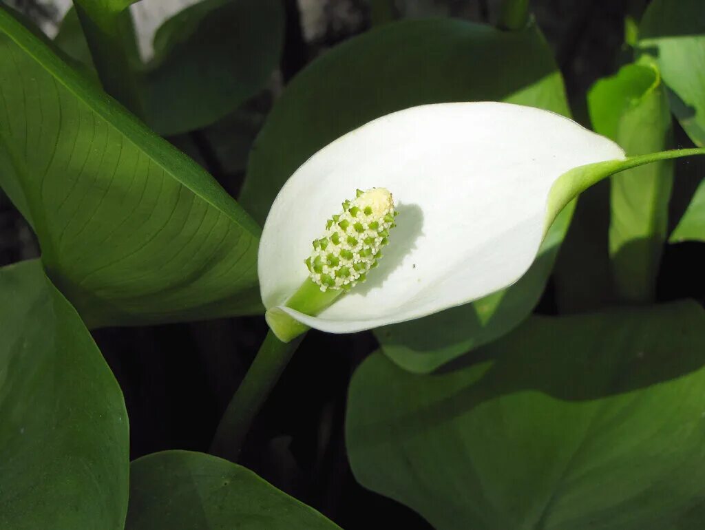 Початок цветок. Белокрыльник спатифиллум. Белокрыльник болотный Calla palustris. Белокрыльник (Калла). Белокрыльник соцветие.