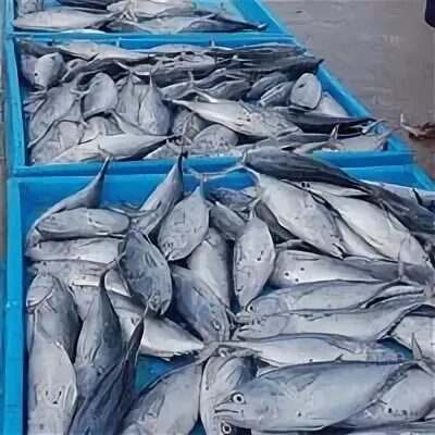 Рыбный рынок хиккадува. Рыбный рынок хиккадува