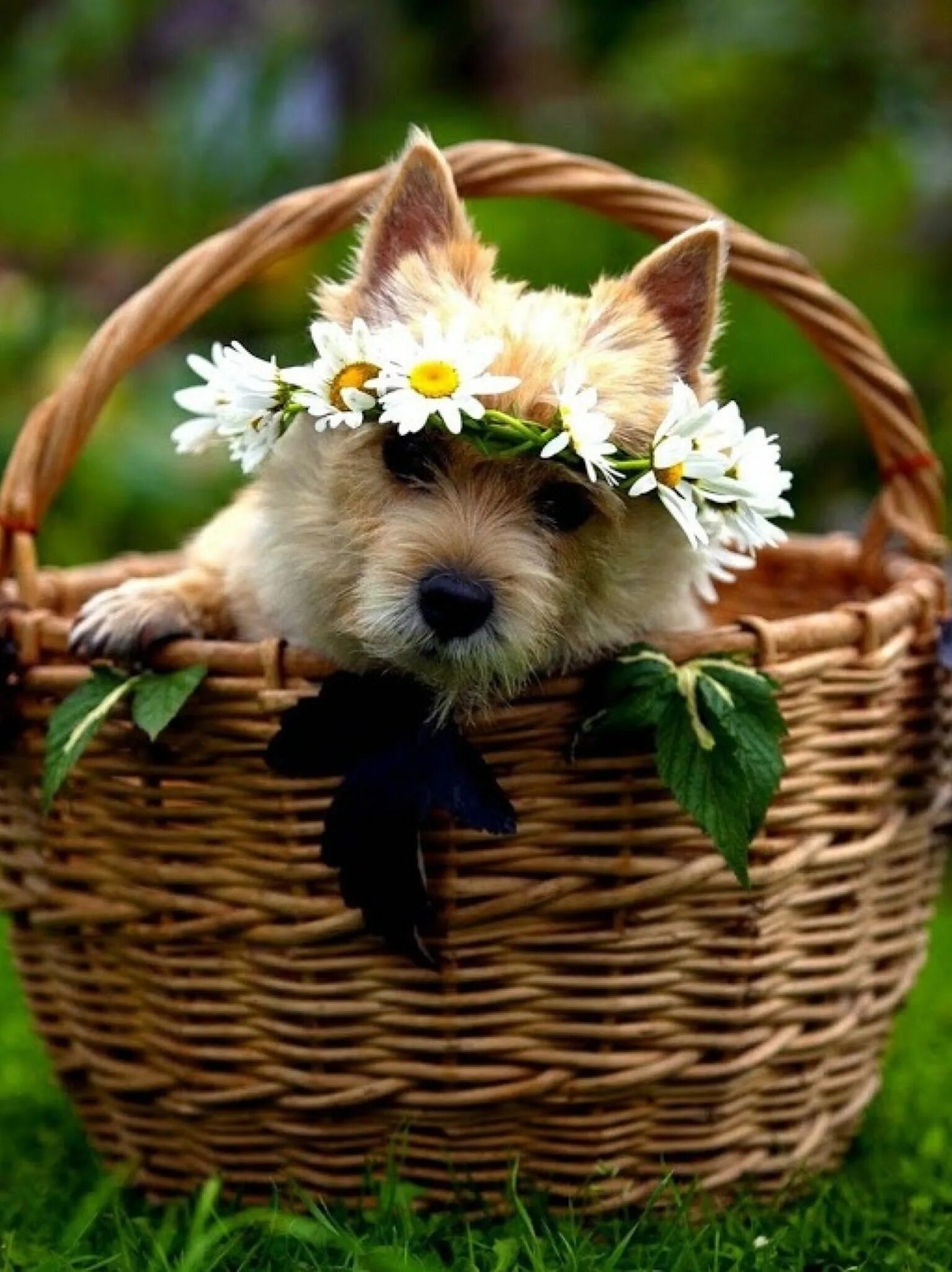 Душевного спокойствия на весь день. Приятных забот. Спасибо маме за сына. Собачка в корзинке. Приятные пожелания.