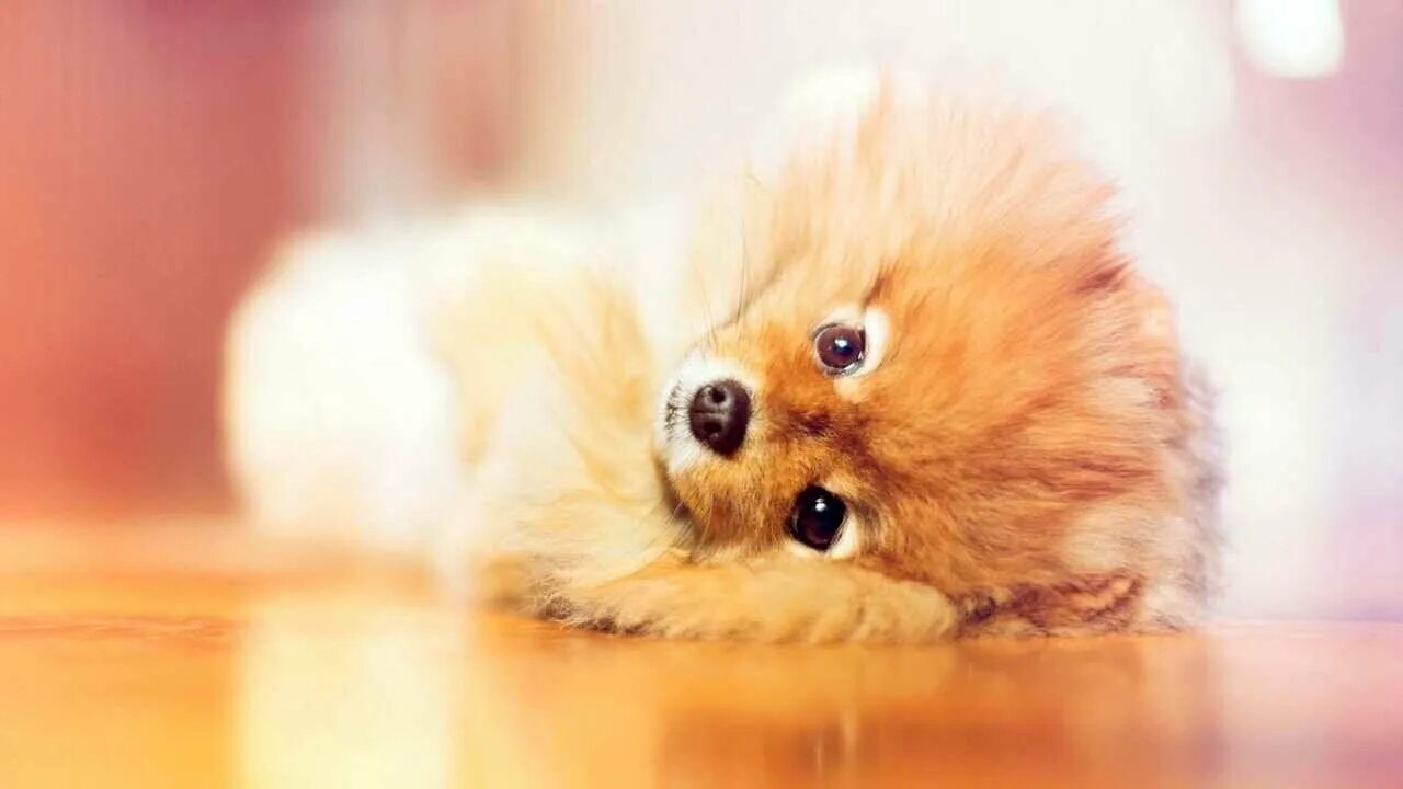 Download wallpaper winter, look, snow, scarf, muzzle, doggie, Pomeranian, sectio