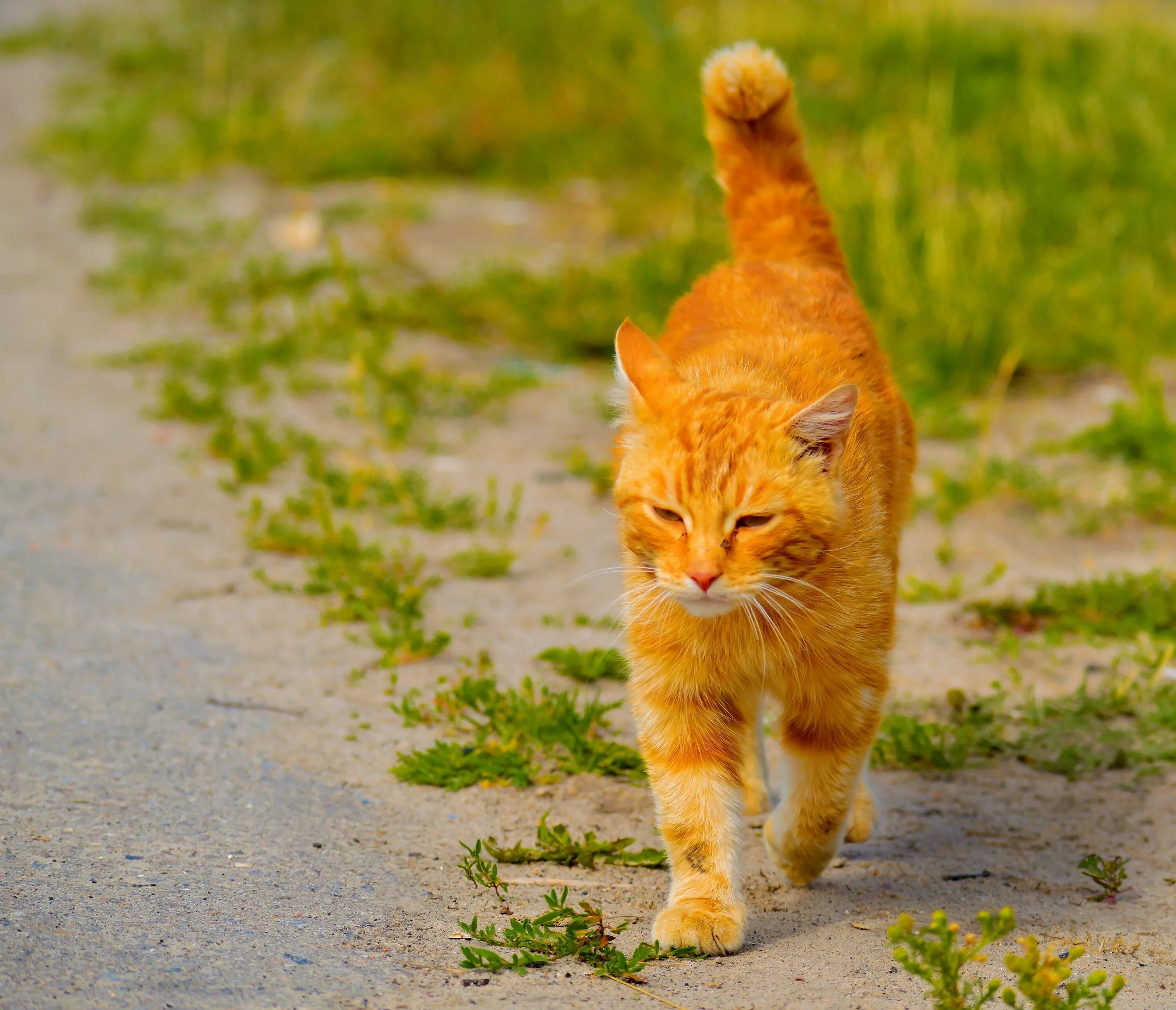 Включи рыжий кот геймс. Рыжий кот. серо рыжие коты. большой рыжий кот. большие рыжие коты.