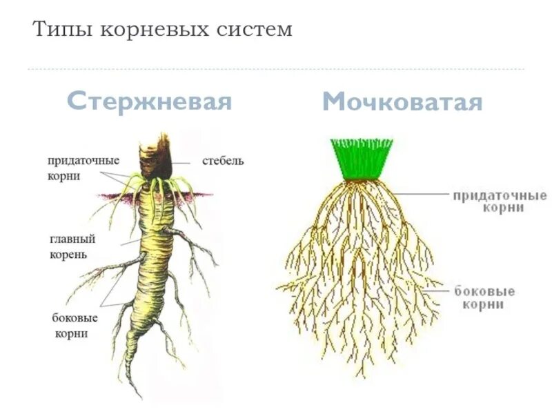 Корни растения бывают. Типы корневых систем стержневая и мочковатая. Стержневая и мочковатая корневая система. Строение мочковатой корневой системы. Мочковатый Тип корневой системы.