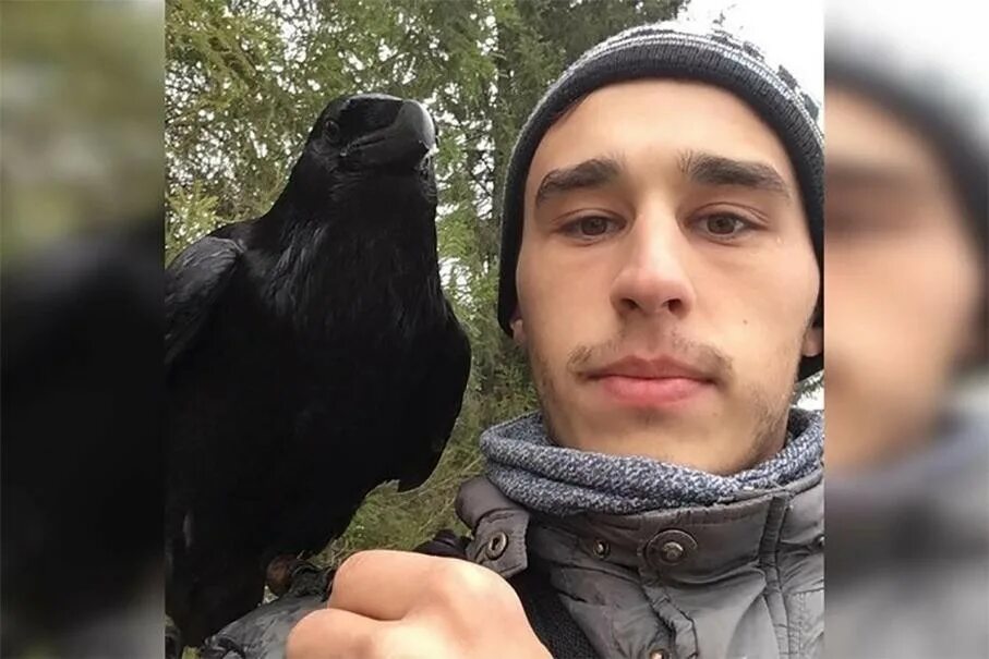 Ворон гоша. Кадони ворон. александр чугайнов и ворон. ворон гоша лысьва. ручной ворон гоша.