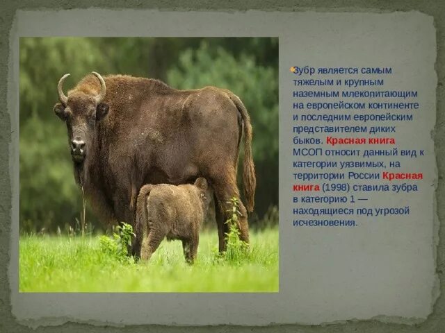 Млекопитающие занесенные в красную книгу. Млекопитающие занесенные в красную книгу