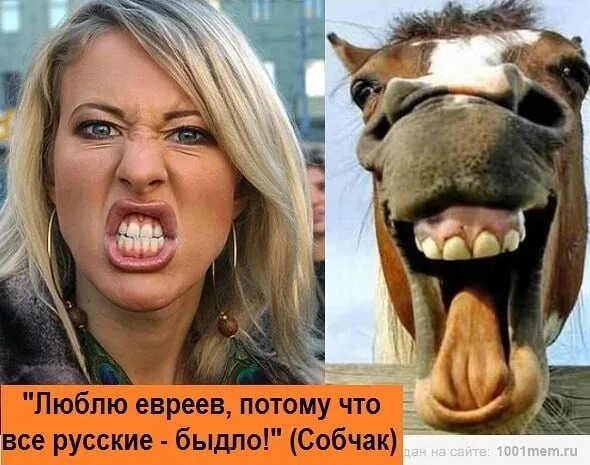Собчак лошадь - Вопросы и ответы