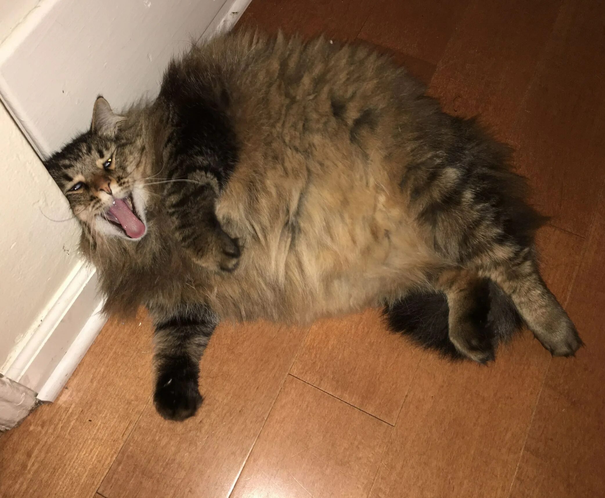 Грязная толстуха. Грязный кот. Толстый грязный кот.