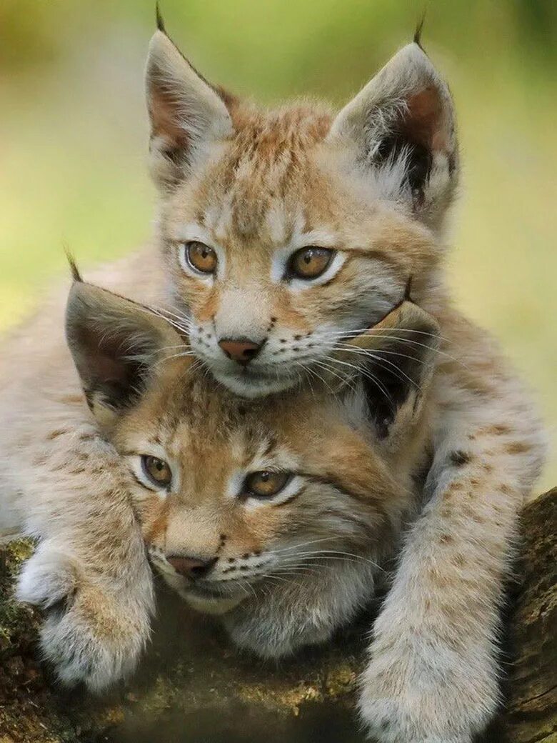 2 красивых животных