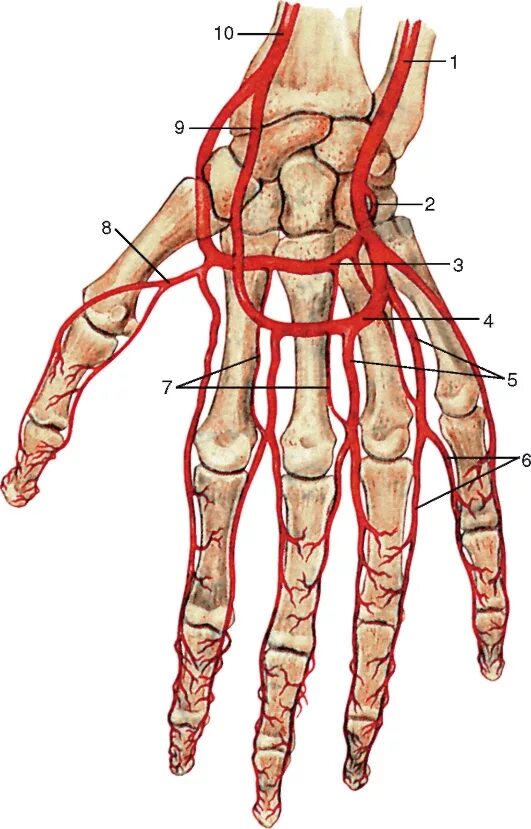 Ладонная запястная ветвь лучевой артерии. Сосуды кисти. Ладонная пальцевая вена. Сосуды кисти. Тыльная запястная ветвь лучевой артерии.