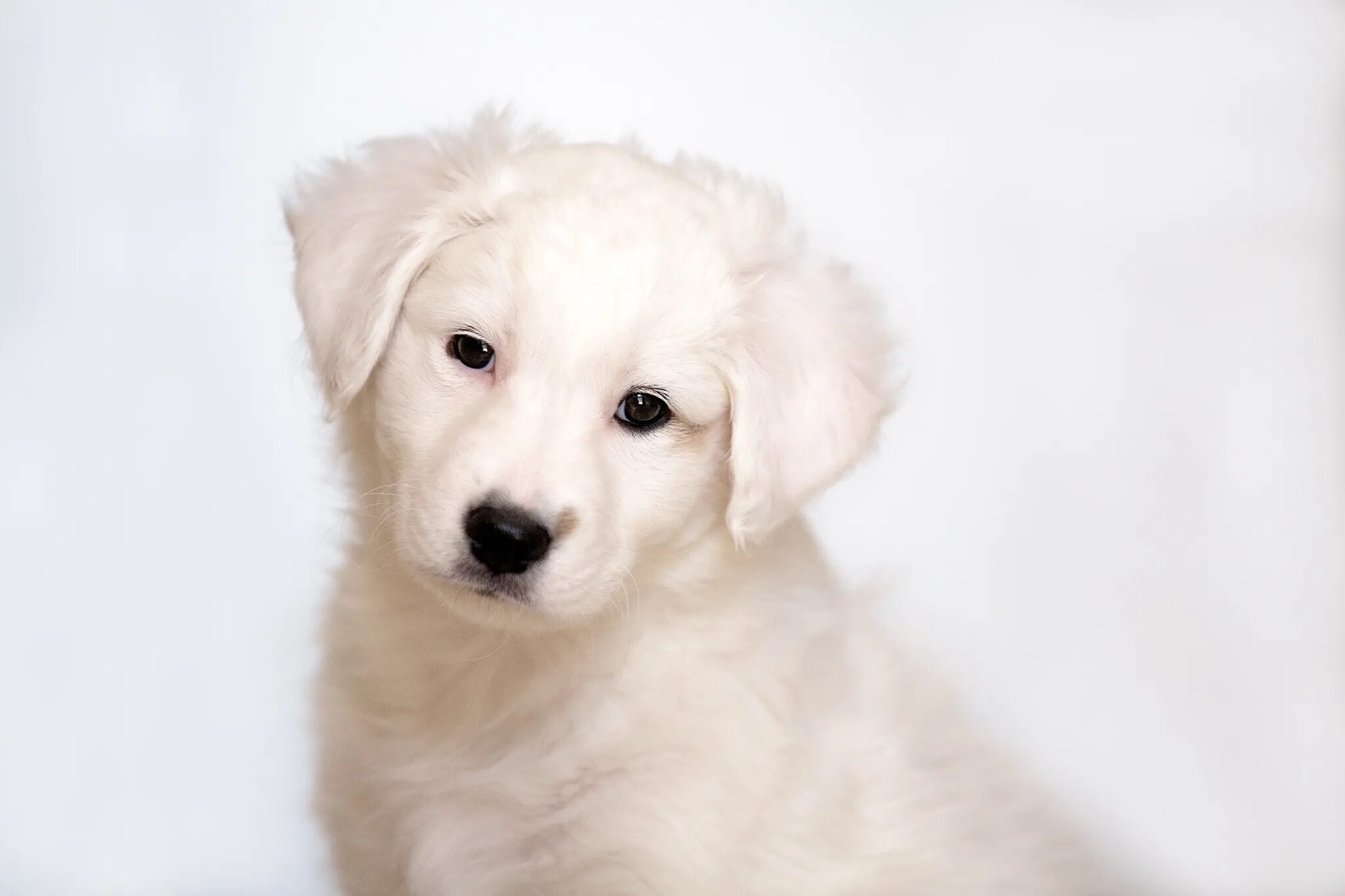 щенки белое на белом. три щенка фото. собака на светлом фоне. лабрадор ретривер белый щеночек. голден ретривер щенки белые.