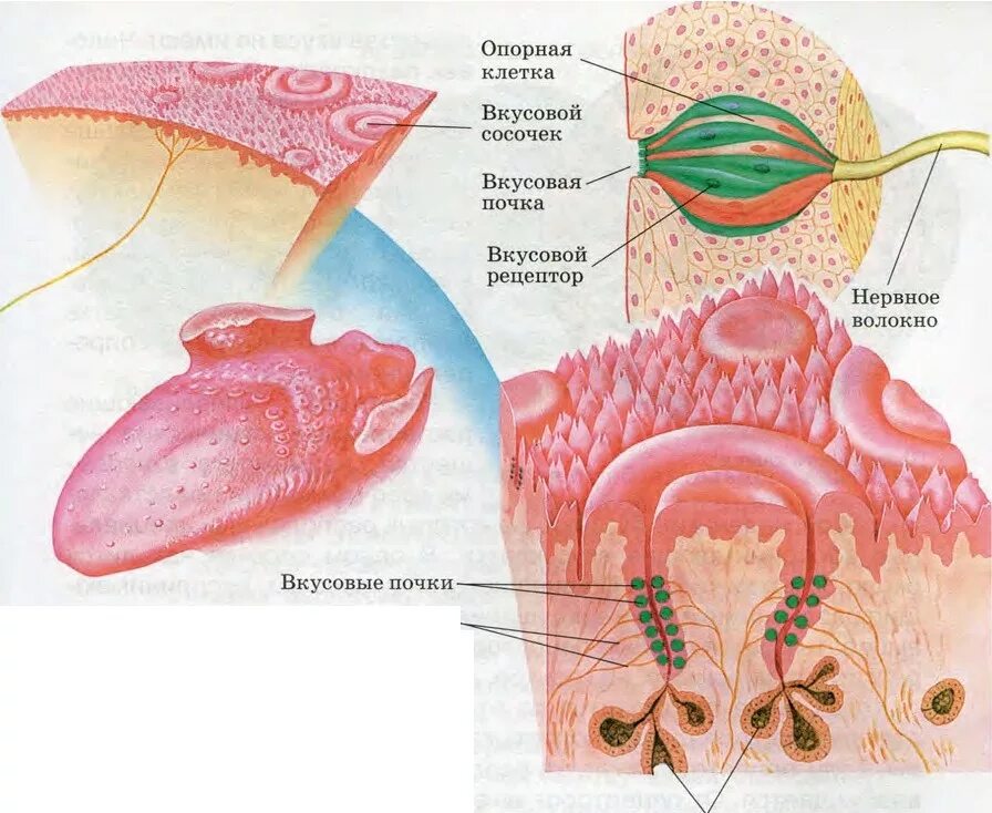 Строение рецепторов вкусового анализатора. Вкусовой анализатор строение сосочки. Вкусовой анализатор рецепторы нерв. Строение органов обоняния и вкуса.