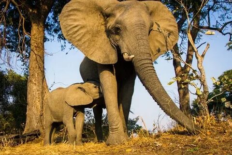 Environment animals