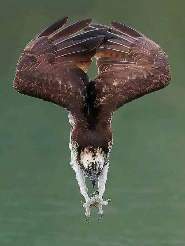 птица размах крыльев. с помощью чего летают птицы. какое крыло не летает. какие птицы не летают. птица с расправленными крыльями.