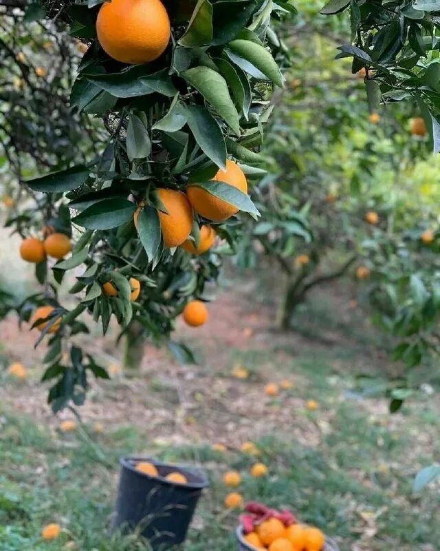 Абхазия мандарины на дереве. Мандарин абхазия гагра. Мандарины в абхазии сейчас. Цитрус абхазия. Мандариновое дерево в абхазии.