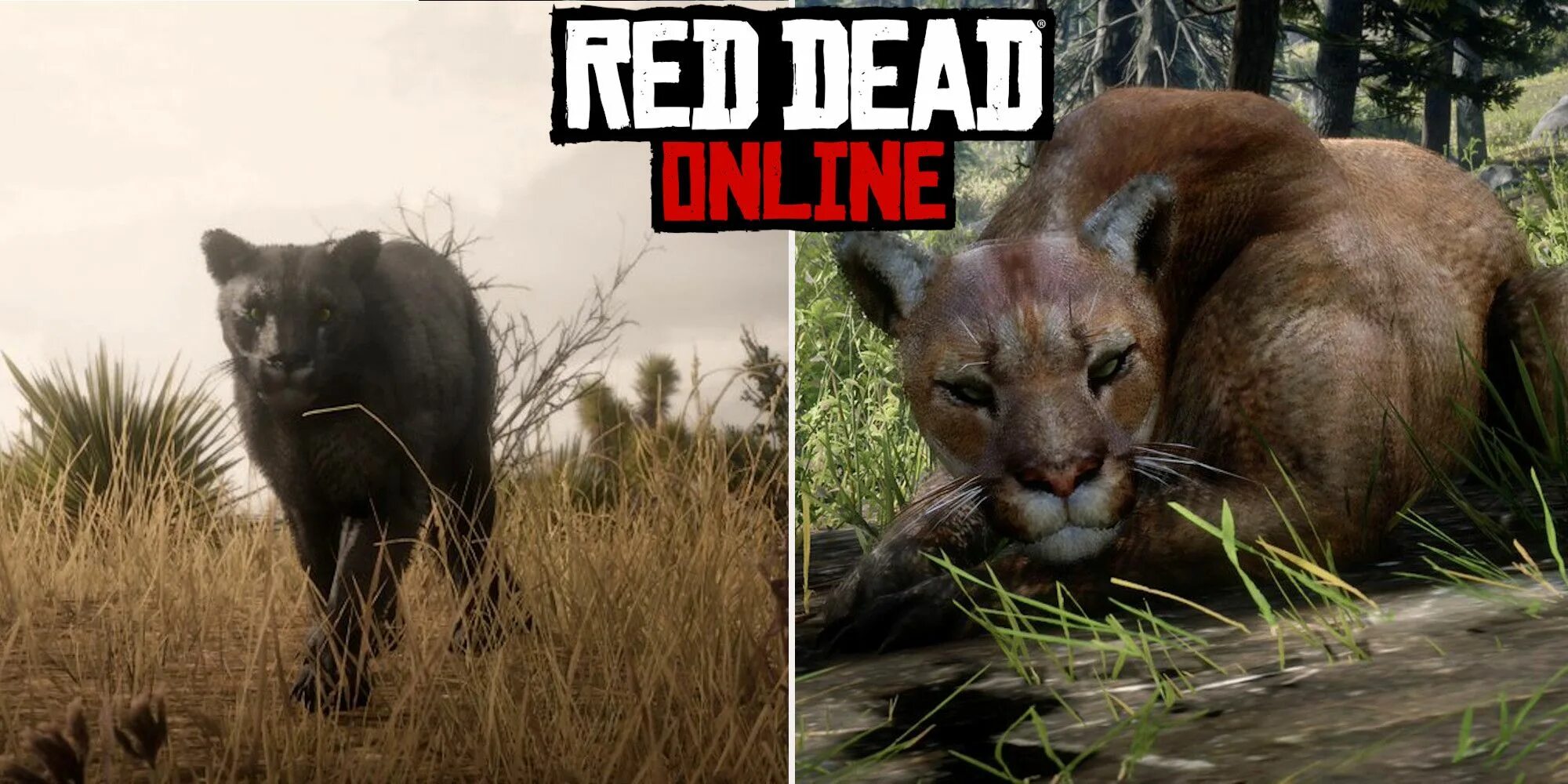 Rdr пума. Rdr 2 пума. red dead redemption 2 легендарная пума. легендарная пума в рдр 2. dead redemption 2 пумы.
