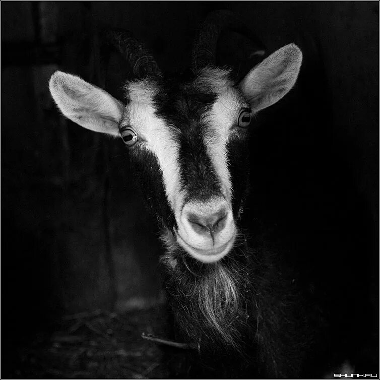 красивая коза. чёрный козёл. франко альпийские козы. чёрно белая коза. черная коза.