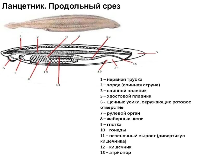 Плавники ланцетника. Поперечное строение ланцетника. Миотом у ланцетника это. Внешнее строение ланцетника рисунок. Поперечное строение ланцетника.