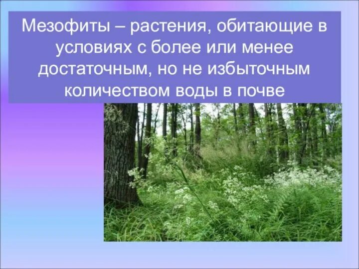Мезофиты это. Мезофиты это. Растения лизафиты примеры. Мезофиты среда обитания. Мезофиты приспособления.