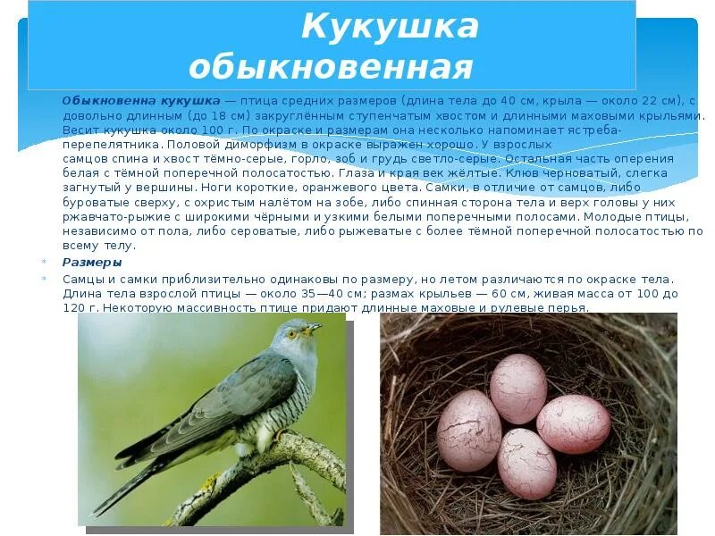 Почему названа кукушка. Факты о кукушке. Кукушка доклад. Кукушка описание. Кукушка Размеры птицы.