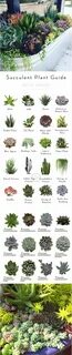 Plant guide