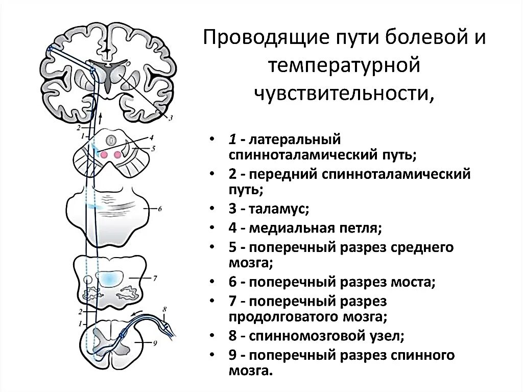 Схема проводящего пути температурной и болевой чувствительности. Болевая температурная и тактильная чувствительность проводящие пути. Схема проводящих путей температурной чувствительности. Анализаторы болевой температурной и тактильной чувствительности.