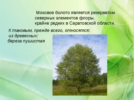 Болото ударение