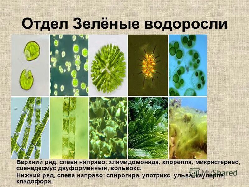 Тест водоросли 6 класс биология