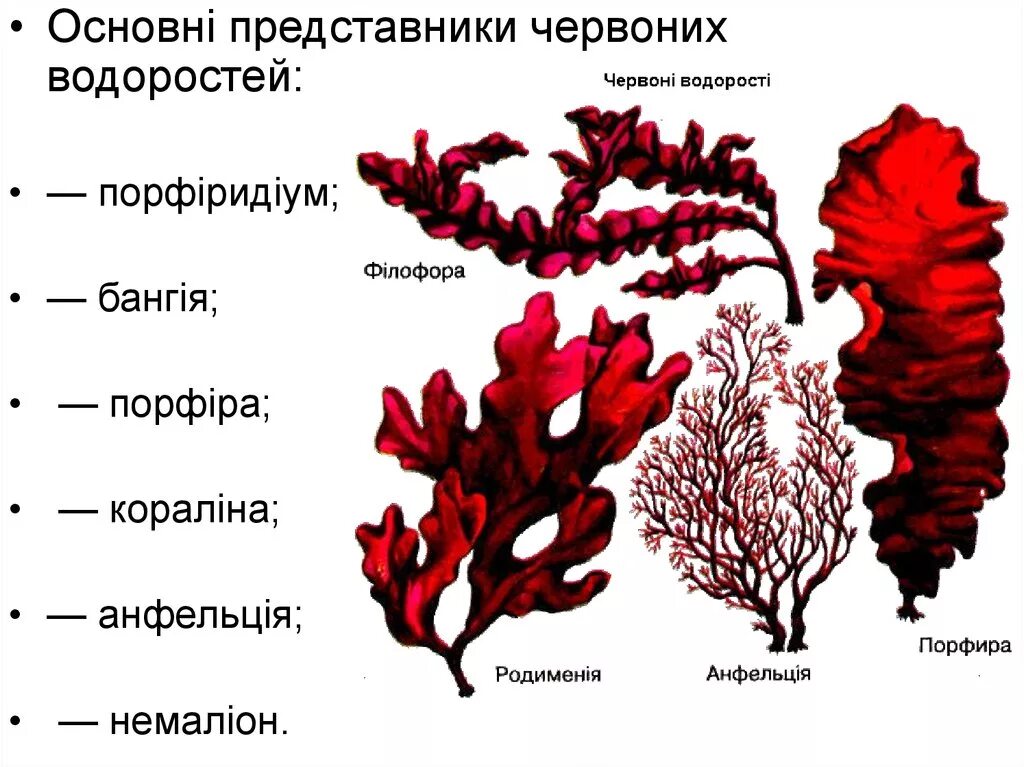 Признак относящийся к водорослям. Красные водоросли багрянки строение. Багрянка, красные водоросли, Rhodophyta.. Красные водоросли порфира рисунок. Красные водоросли багрянки представители.